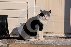 Old big cat sitting outside on frozen stairs outside door