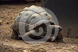 Old giant turtle walking on sand