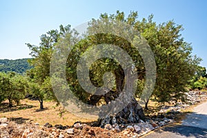 Old, big and gnarled olive tree in sunlight, Zakynthos