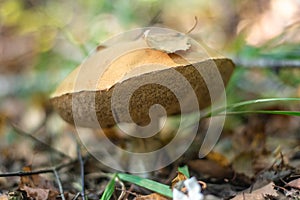 Old big Imleria badia mushroom growing in the grass in the forest