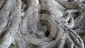 Old big majestic tree roots in Rhodes park, Greece