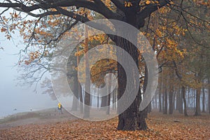 Old big oak in the autumn forest in blue fog.