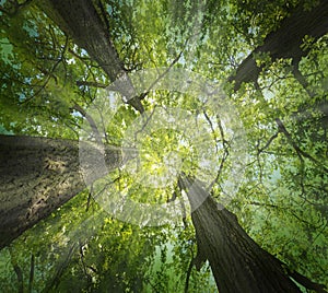 Vecchio il grande querce alberi 