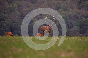 Old big red deer in rut place during autumn with warm light, wildife Slovakia, useful for hunting news or articles photo