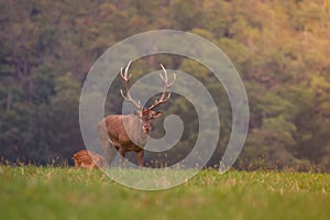 Old big red deer in rut place during autumn with warm light, wildife Slovakia, useful for hunting news or articles photo