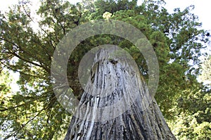 Old big redwood photo