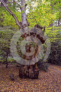 Old Big Stump in the Woods in autumn