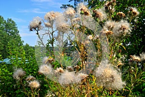 Old big thistles in the sunny landscape with forest and sky in background.