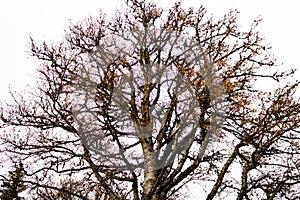 Starý velký strom na šedém pozadí oblohy