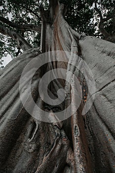 Old big tree in jungle tropical rainforest.