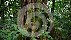 Old big tree in jungle tropical rainforest.