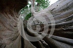 Old big tree in jungle tropical rainforest.