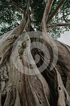 Old big tree in jungle tropical rainforest.