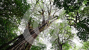 Old big tree in jungle tropical rainforest.