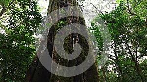 Old big tree in jungle tropical rainforest.