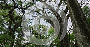 Old big tree in jungle tropical rainforest.