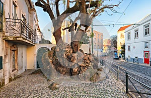 Old Big Tree near Miradouro de Santa Luzia in Lisbon photo