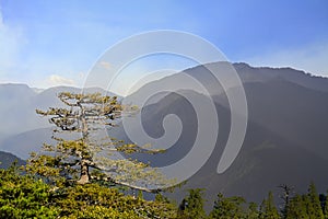 Old big tree under blue sky