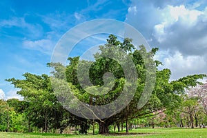Old big tree under colud and blue sky