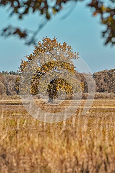 Old Big Yellow Tree and Grass Against Blue Sky on Field of Polesye Natural Resort in Belarus