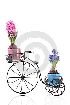 Old bike with colorful Hyacinths