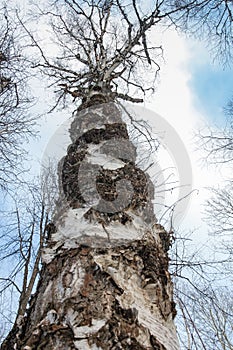 Old birch against the sky in the natural park Olenyi brooks in the Sverdlovsk region