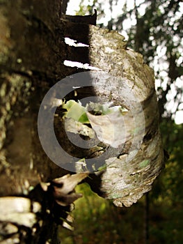 Old birch bark and moss on a tree trunk in the forest. background, natural texture of the surface. old birch tree