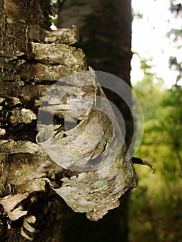 Old birch bark and moss on a tree trunk in the forest. background, natural texture of the surface. old birch tree