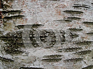 Old birch bark and moss on a tree trunk in the forest. background, natural texture of the surface. old birch tree