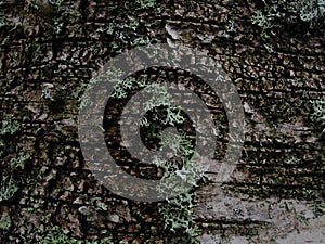 Old birch bark and moss on a tree trunk in the forest. background, natural texture of the surface. old birch tree