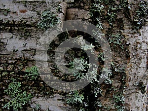 Old birch bark and moss on a tree trunk in the forest. background, natural texture of the surface. old birch tree