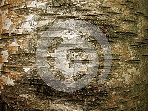 Old birch bark and moss on a tree trunk in the forest. background, natural texture of the surface. old birch tree