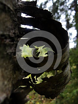 Old birch bark and moss on a tree trunk in the forest. background, natural texture of the surface. old birch tree