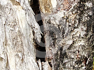 Old birch bark and moss on a tree trunk in the forest. background, natural texture of the surface. old birch tree