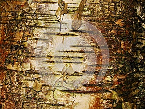 Old birch bark and moss on a tree trunk in the forest. background, natural texture of the surface. old birch tree