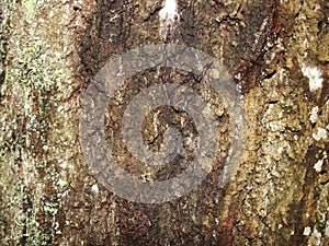 Old birch bark and moss on a tree trunk in the forest. background, natural texture of the surface. old birch tree