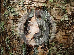 Old birch bark and moss on a tree trunk in the forest. background, natural texture of the surface. old birch tree