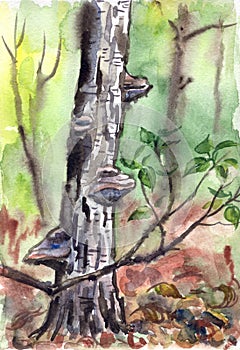 Old Birch Polypore mushrooms on it, watercolor illustration. Landscape of dense forest, hand drawing, sketch.