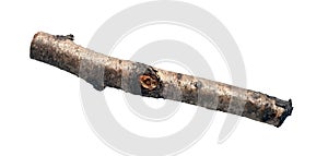 Old birch stick