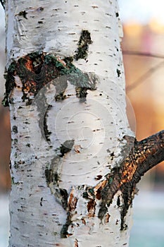 An old birch texture