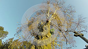 Old birch tree with bird nesting boxes and sunrise light, 4K time lapse