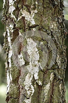 Old birch tree close-up, Green and white bark covered with moss, natural wallpaper, vertical photo, detailed