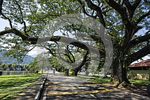 Old birch tree with long branches along Taiping Lake Garden, Taiping, Malaysia