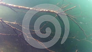 Old birch tree under water. Exploring marine life in a lake underwater. Old silver birch tree branches and roots