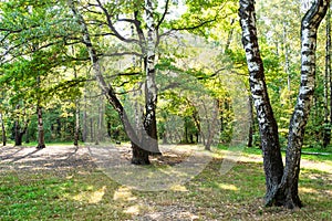 Old birch trees on clearing in yellowing city park