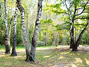 Old birch trees on meadow in yellowing city park