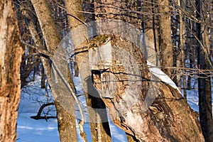 Old Bird House on Ancient Tree
