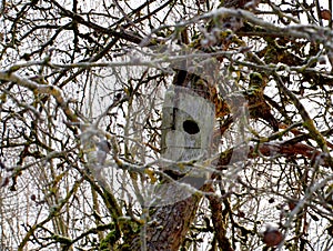 Old bird house hanging on a tree