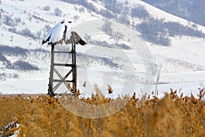 Old bird observatory in a cane