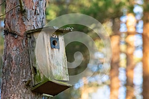 Old birdhouse in the middle of the forest waiting for the birds to come dwell in for the spring and summer season photo